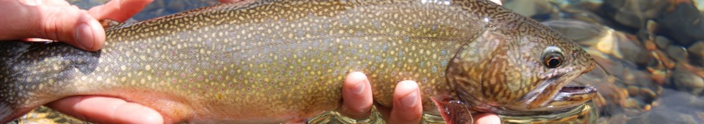 Flotadas Chimehuin – Patagonia Argentina