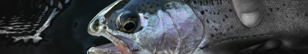 Flotadas Chimehuin – Patagonia Argentina