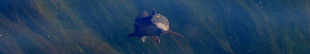 Flotadas Chimehuin – Patagonia Argentina